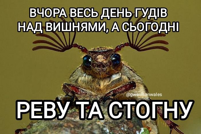меми з української літератури