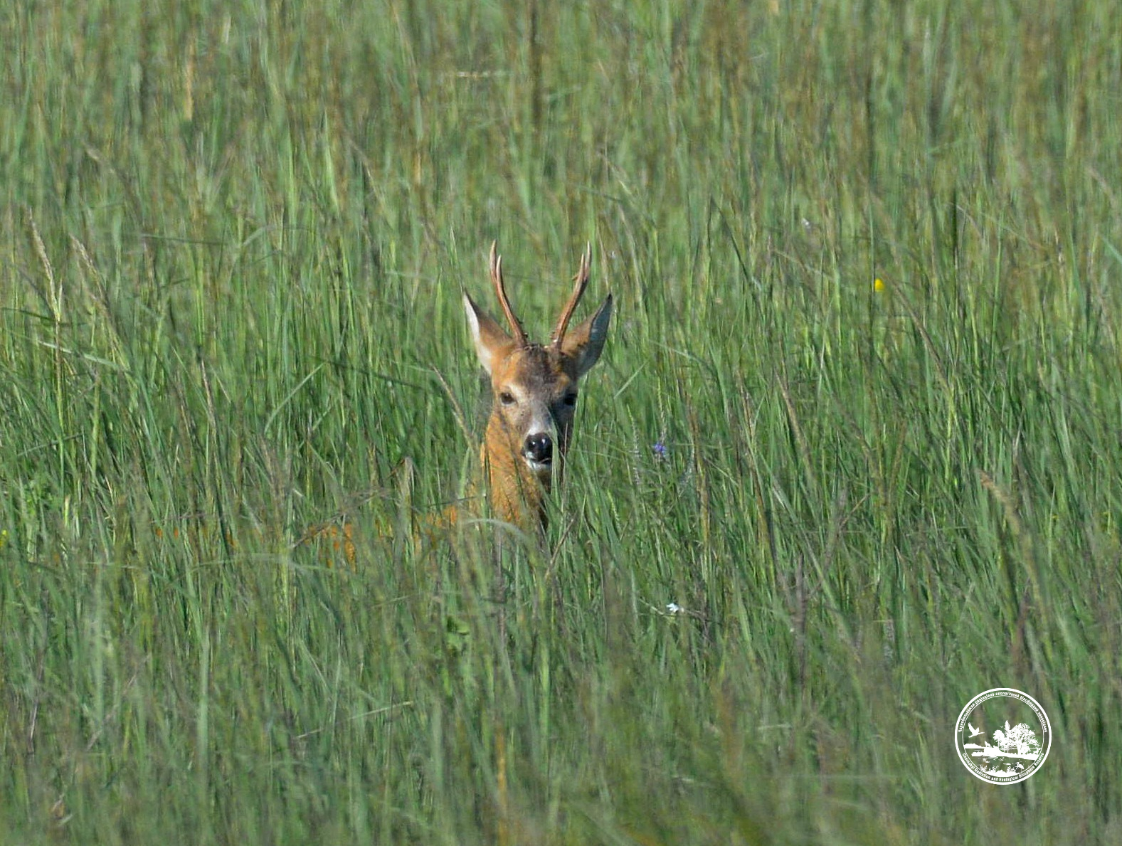 Чи є в зоні відчуження «мутовані монстри»?