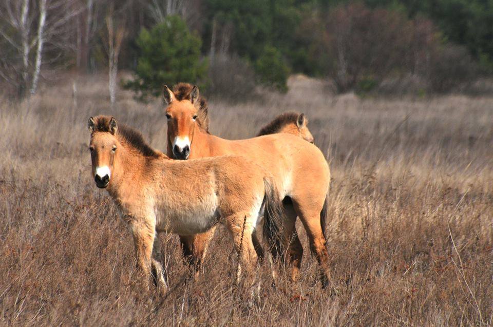Які зміни фіксують науковці в зоні відчуження?